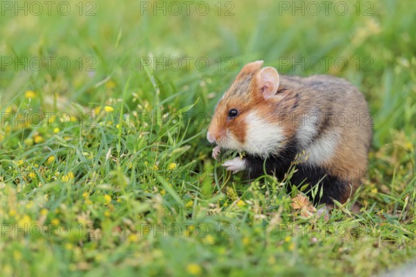 A European hamster (Cricetus cricetus) collects herbs, grass and daisies in a fresh green meadow