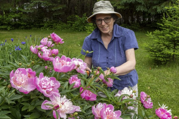 Woman and flowers, Woman taking care of peony flowers, Peonia sp, Region of La Mauricie, Province of Quebec, Canada