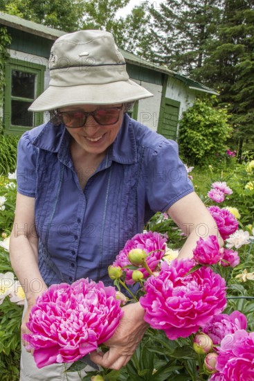Woman and flowers, Woman taking care of peony flowers, Peonia sp, Region of La Mauricie, Province of Quebec, Canada