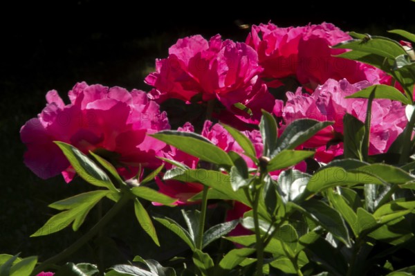 Peony flowers, Paeonia sp, Perrenial flowers, Region of La Mauricie, Province of Quebec, Canada