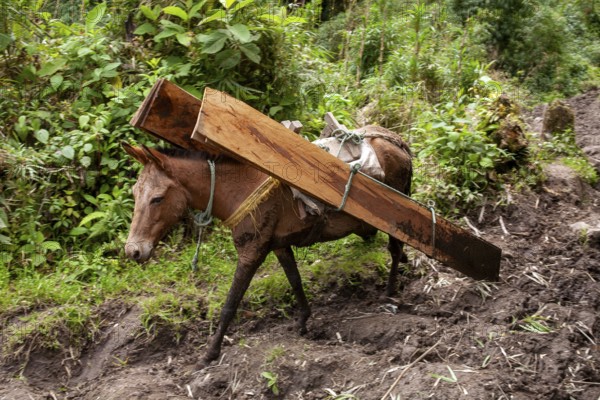 Draft horse, Horse carrying planks down a mountain, Imbabura province, Ecuador, South America