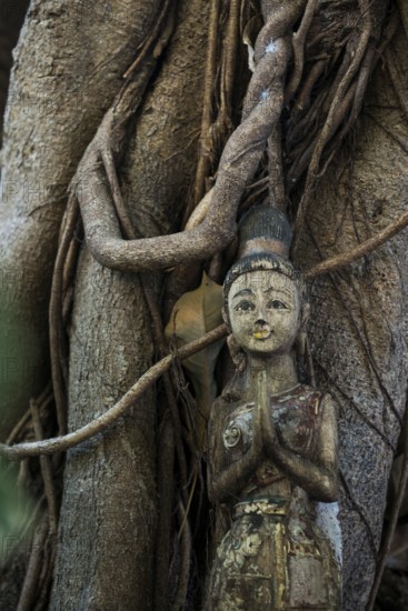 Bodhi tree, Ficus religiosa, wooden figure, Koh Phi Phi, Krabi, Andaman Sea, Thailand