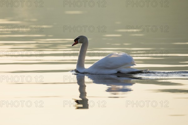 Mute swan on Lake Constance