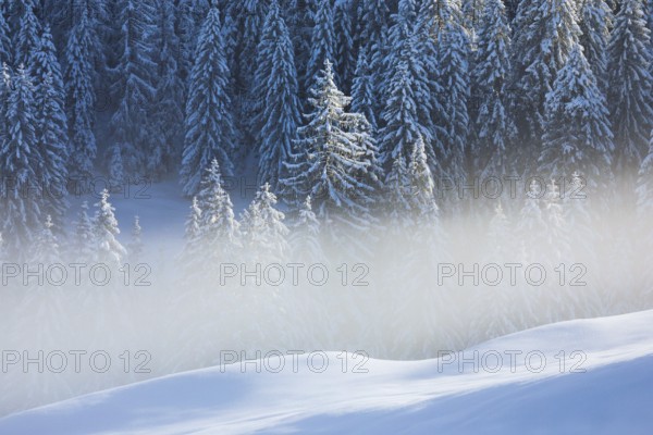 Freshly snow-covered spruce forest, Sattelegg, Schwyz, Switzerland