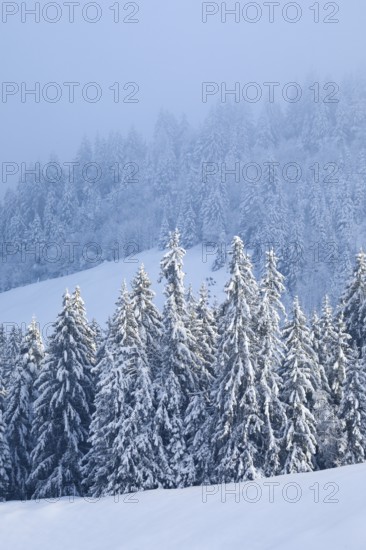 Freshly snow-covered spruce forest, Sattelegg, Schwyz, Switzerland