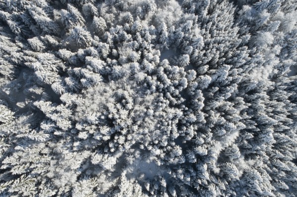 Bird's eye view of freshly snow-covered spruce forest, Sattelegg, Schwyz, Switzerland