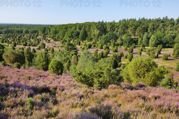 Trees and flowering heath at Steingrund in Lüneburg Heath nature park Park, Lower Saxony, Germany
