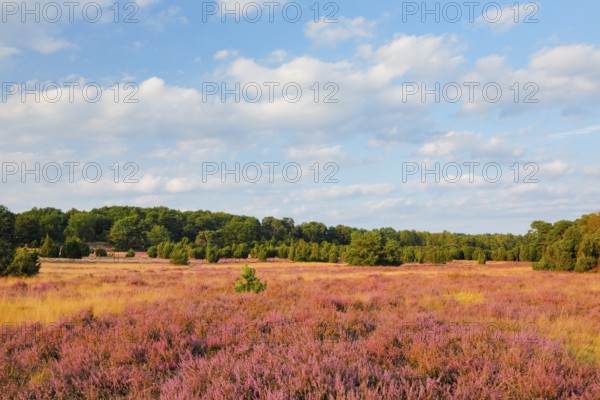 Trees and blooming heath near Oberhaverbeck in the Lüneburg Heath nature park Park, Lower Saxony, Germany