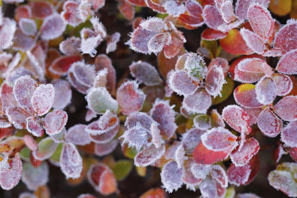Autumn-coloured blueberry bushes covered with hoarfrost, autumn in the Swiss Alps