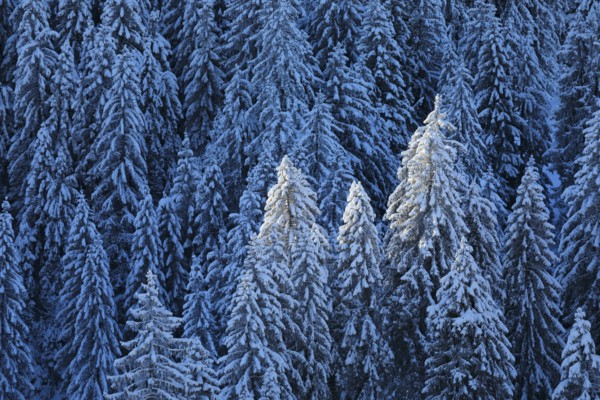 Freshly snow-covered spruce forest