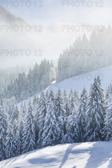 Freshly snow-covered spruce forest