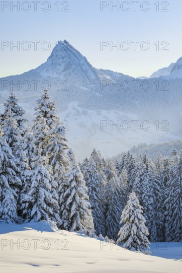 View of Sattelegg with Chöpfenberg in the background, Canton Schwyz, Switzerland