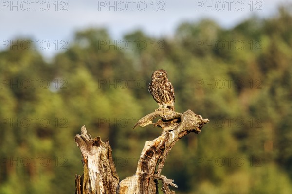 Little owl (Athene noctua) sitting on dead wood, Höxter, Weserbergland, North Rhine-Westphalia, Germany