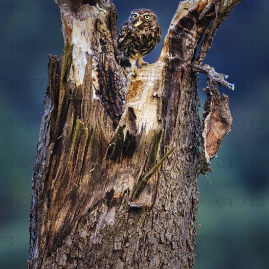 Little owl (Athene noctua) sitting on dead wood, prey in its beak, Höxter, Weserbergland, North Rhine-Westphalia, Germany