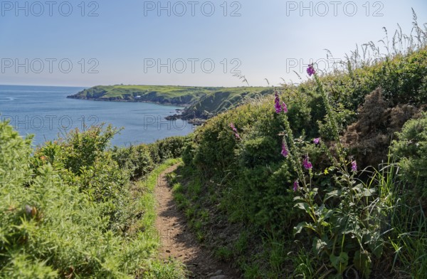 The South-West Coast Path in the south-west of England, a long-distance footpath near the southern tip of Cornwall on the English Channel. Cadgwith, Cornwall, South-West England, Great Britain
