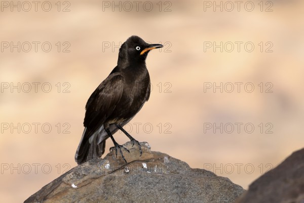 Bicoloured Glossy Starling (Lamprotornis bicolor), adult, on rocks, alert, Mountain Zebra National Park, Eastern Cape, South Africa