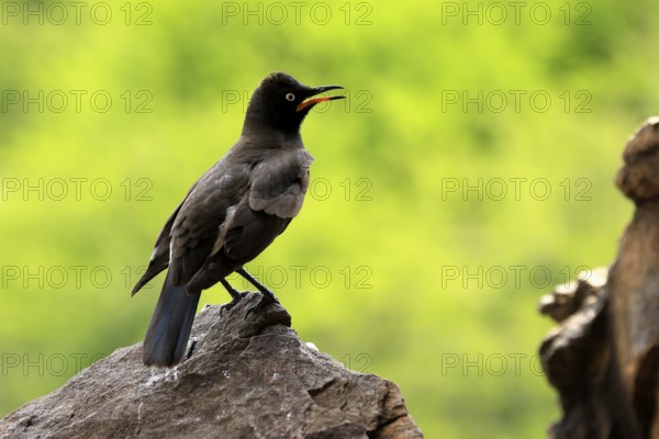 Bicoloured Glossy Starling (Lamprotornis bicolor), adult, on rocks, calling, alert, Mountain Zebra National Park, Eastern Cape, South Africa