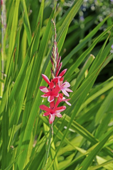 Watsonia borbonica, Cape horn lily, flower, flowering, Kirstenbosch Botanical Gardens, Cape Town, South Africa