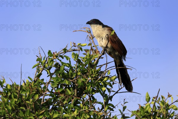 White-browed Cuckoo (Centropus superciliosus), adult, on tree, on guard, Kruger, Kruger National Park, South Africa