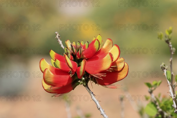 Erythrina acanthocarpa, Tambuki thorn, flowering, flowers, Karoo Desert Botanic Garden, Worcester, Western Cape, South Africa