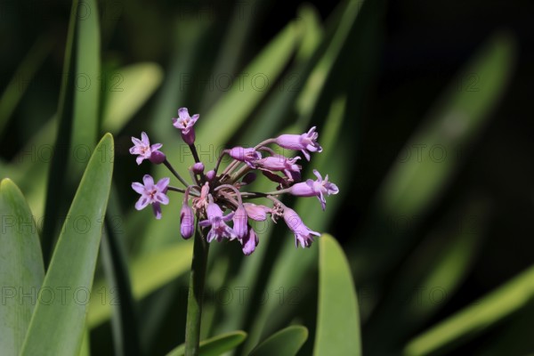 Tulbaghia simmleri, indoor garlic, flowers, flowering, Kirstenbosch Botanical Gardens, Cape Town, South Africa