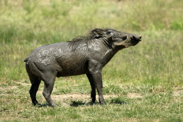 Warthog (Phacochoerus africanus), adult, after mudbath, running, Kruger, Kruger National Park, South Africa
