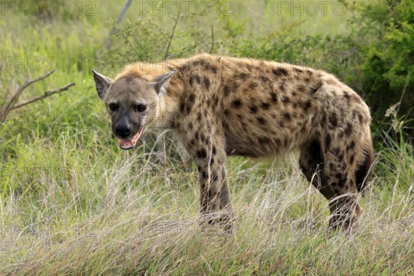 Spotted hyena (Crocuta crocuta), spotted hyena, adult, alert, Kruger, Kruger National Park, South Africa