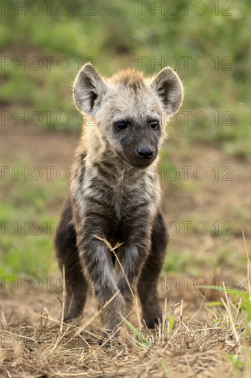 Spotted hyena (Crocuta crocuta), spotted hyena, young animal, alert, curious, Kruger, Kruger National Park, South Africa