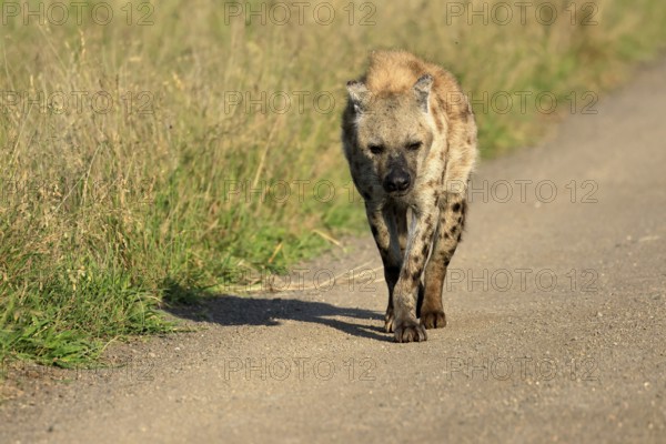 Spotted hyena (Crocuta crocuta), spotted hyena, adult, running, Kruger, Kruger National Park, South Africa