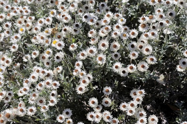Syncarpha argyropsis, flowers, flowering, Kirstenbosch Botanical Gardens, Cape Town, South Africa