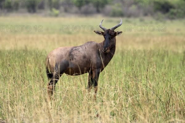 Half-moon antelope (Damaliscus lunatus), adult, alert, Kruger, Kruger National Park, South Africa