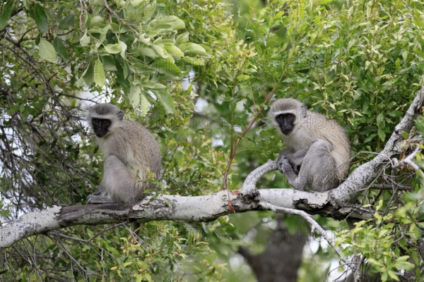 Vervet Monkey (Chlorocebus pygerythrus), adult, sitting, two, tree trunk, Kruger, Kruger National Park, South Africa