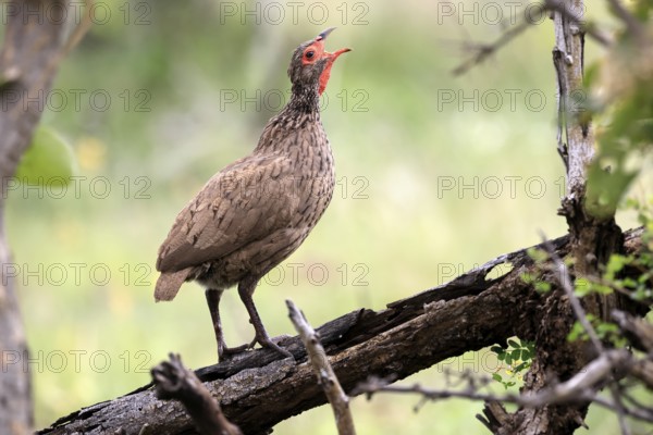 Swainson's francolin (Pternistis swainsonii), adult, on wait, calling, Kruger, Kruger National Park, South Africa