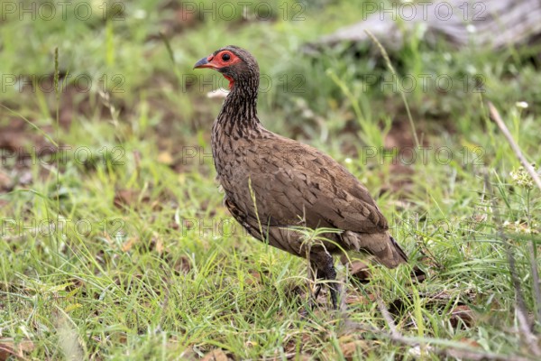 Swainson's francolin (Pternistis swainsonii), adult, vigilant, foraging, Kruger, Kruger National Park, South Africa