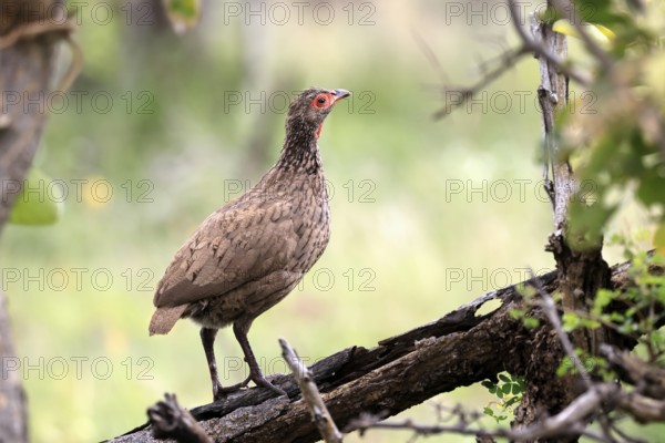 Swainson's francolin (Pternistis swainsonii), adult, alert, perch, Kruger, Kruger National Park, South Africa