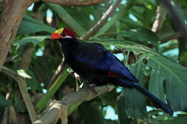 Shield turaco (Tauraco violaceus), adult, on tree, vigilant, South Africa