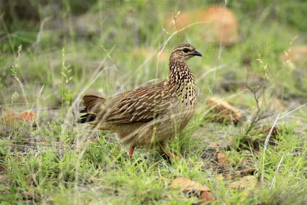 Crested Francolin (Ortygornis sephaena), adult, on the ground, alert, foraging, Kruger, Kruger National Park, South Africa
