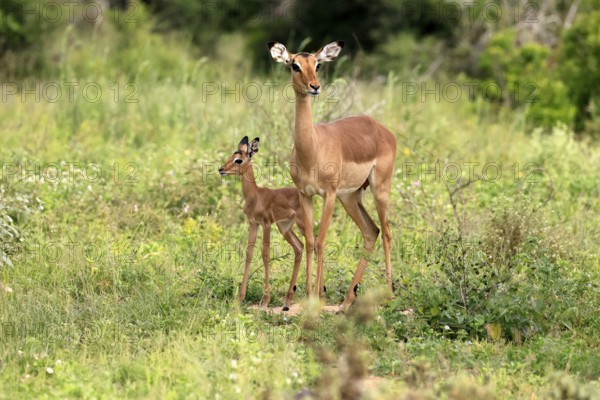 Black heeler antelope (Aepyceros melampus), impala, adult, female, young animal, mother with young animal, Kruger, Kruger National Park, South Africa