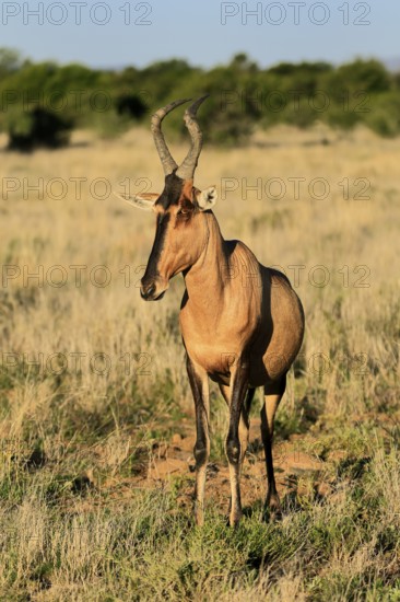 Red hartebeest (Alcelaphus buselaphus caama), Kaama, adult, alert, foraging, Mountain Zebra National Park, Eastern Cape, South Africa