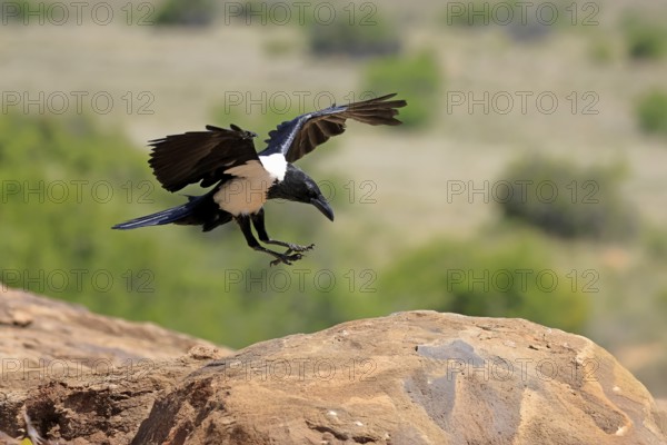 Shield raven (Corvus albus), adult, flying, Mountain Zebra National Park, South Africa