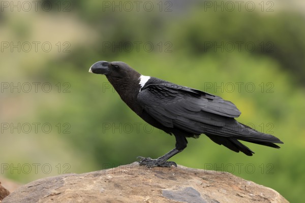 Shield raven (Corvus albus), adult, on rocks, alert, Mountain Zebra National Park, South Africa