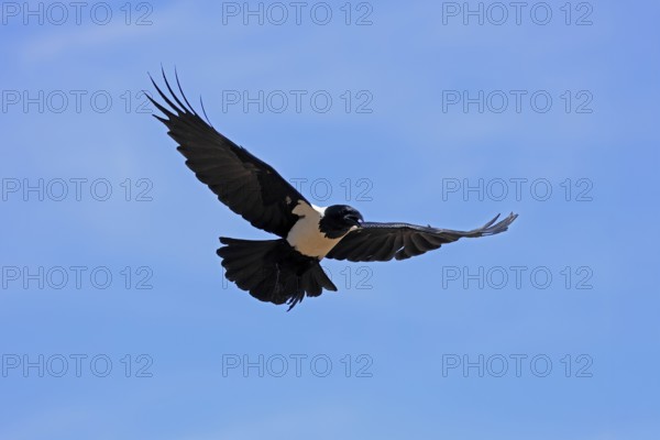 Shield raven (Corvus albus), adult, flying, calling, Mountain Zebra National Park, South Africa