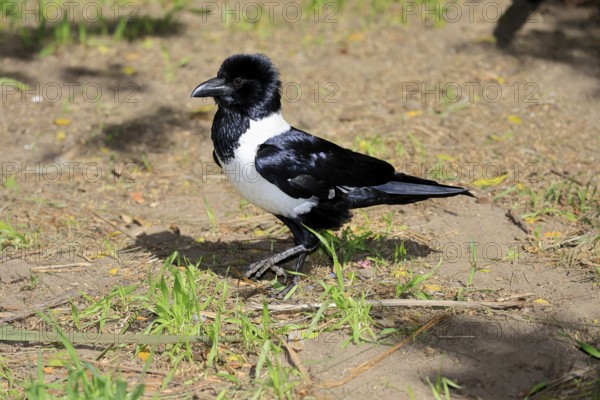 Shielded raven (Corvus albus), adult, on ground, running, alert, Mountain Zebra National Park, South Africa