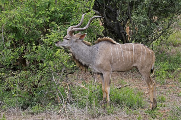 Zambezi Great Kudu (Tragelaphus strepsiceros zambesiensis), adult male, foraging, Mountain Zebra National Park, Eastern Cape, South Africa