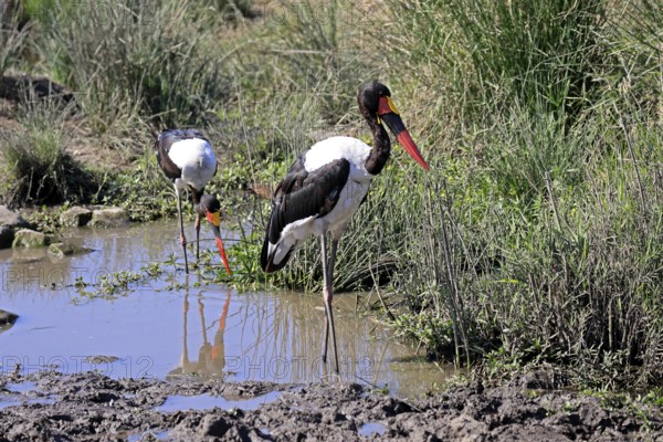 Saddle-billed stork (Ephippiorhynchus senegalensis), adult, foraging, in the water, Kruger, Kruger National Park, South Africa