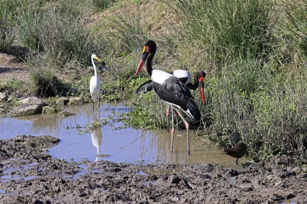 Saddle-billed Stork (Ephippiorhynchus senegalensis), Great White Egret (Ardea alba), adult, foraging, in the water, Kruger, Kruger National Park, South Africa