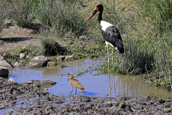 Saddle-billed stork (Ephippiorhynchus senegalensis), hammerhead (Scopus umbretta), shadow bird, adult, foraging, in the water, Kruger, Kruger National Park, South Africa