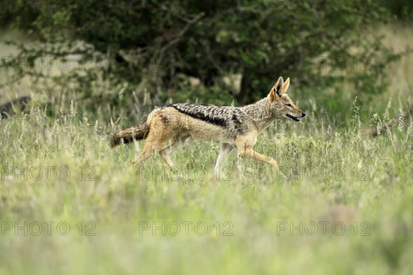 Black-backed jackal (Lupulella mesomelas), adult, alert, stalking, foraging, Kruger, Kruger National Park, South Africa