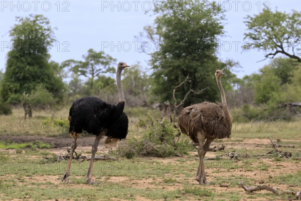 South African ostrich (Struthio camelus australis), adult, pair, male, female, running, foraging, Kruger, Kruger National Park, South Africa