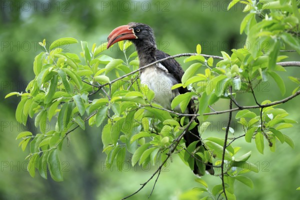 South African crowned hornbill (Lophoceros alboterminatus suahelicus), adult, on tree, alert, Kruger, Kruger National Park, South Africa